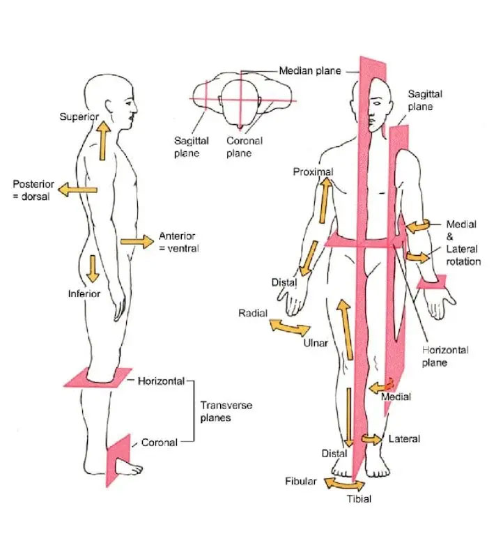 Biomoto Biomechanics Schema